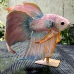 IMG-20241210-WA0012